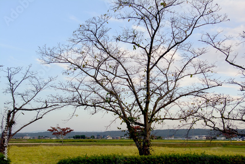 兵庫県・加東市秋の平池公園、蓮も桜もつぎの再生を待つ季節