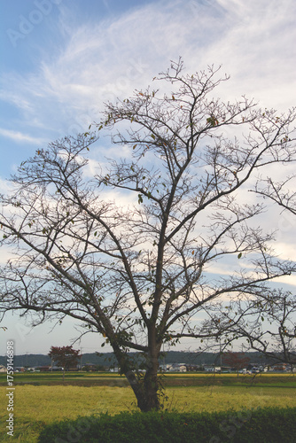 兵庫県・加東市秋の平池公園、蓮も桜もつぎの再生を待つ季節