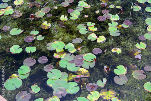 兵庫県・加東市秋の平池公園、蓮も桜もつぎの再生を待つ季節