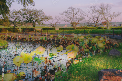 兵庫県・加東市秋の平池公園、蓮も桜もつぎの再生を待つ季節