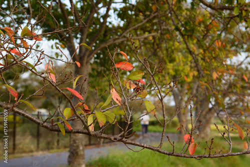 兵庫県・加東市秋の平池公園、蓮も桜もつぎの再生を待つ季節