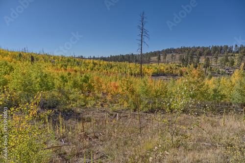 Autumn Colors on the Kaibab Plateau AZ