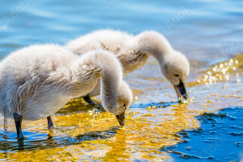 Black swan cygnets in the lake