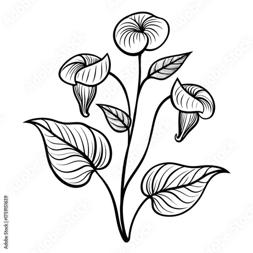  jack in the pulpit  line art flower on white background