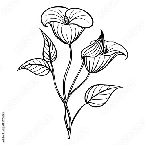 line art  jack in the pulpit  flower on white