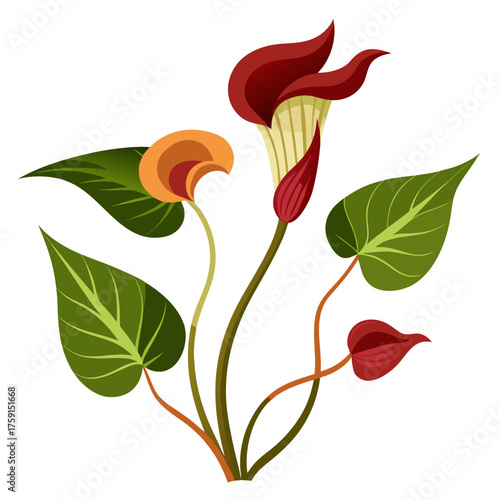  jack in the pulpit  on white background