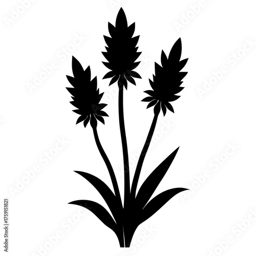 kniphofia caulescens  silhouette on whote background