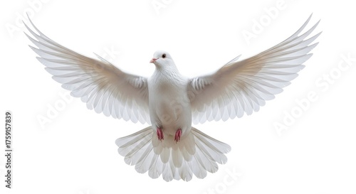 White dove flying peace bird wings spread freedom symbol holy spirit purity hope faith beautiful