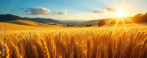 Golden Hour Wheat Field Abundant Harvest in Rolling Hills under a Clear Blue Sky. Tranquil Rural Landscape Photography