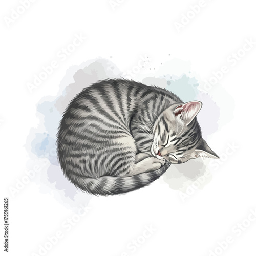 Adorable tabby cat sleeping curled up vector illustration animal pet wildlife