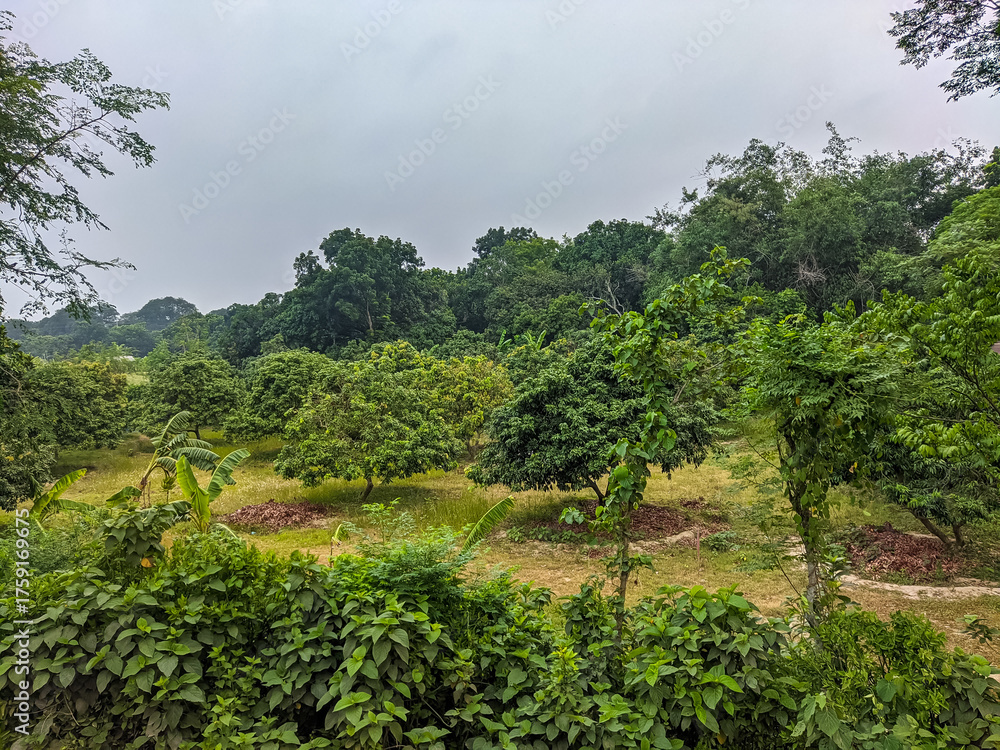 Obraz premium Lush green orchard with dense trees under a cloudy sky in a natural landscape