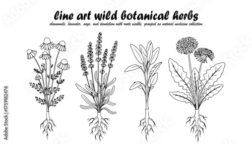 Detailed line art illustration of chamomile, lavender, sage, and dandelion herbs, showcasing botanical details.
