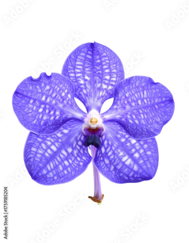 Vanda Orchid Blossom: Stunning Blue Flower with Spots on Clear Backdrop