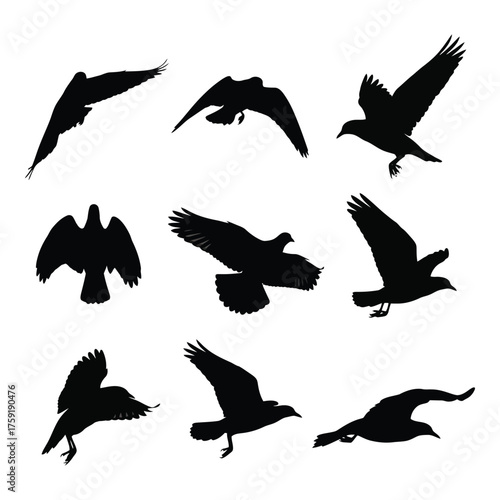 Collection of silhouetted birds in flight dynamic poses for graphic design and art projects silhouette