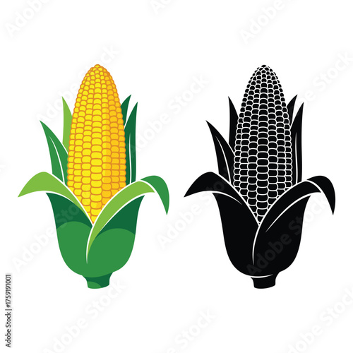 Colorful corn cob and silhouette isolated on white for fresh harvest and food graphics silhouette