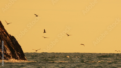 Tableau sur toile Seagulls ocean sunset silhouettes flying over choppy dark sea beside a rocky cli
