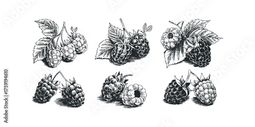 Collection of Hand Drawn Raspberries with Leaves