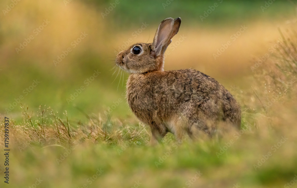 Fototapeta premium Portrait of a wild rabbit in UK