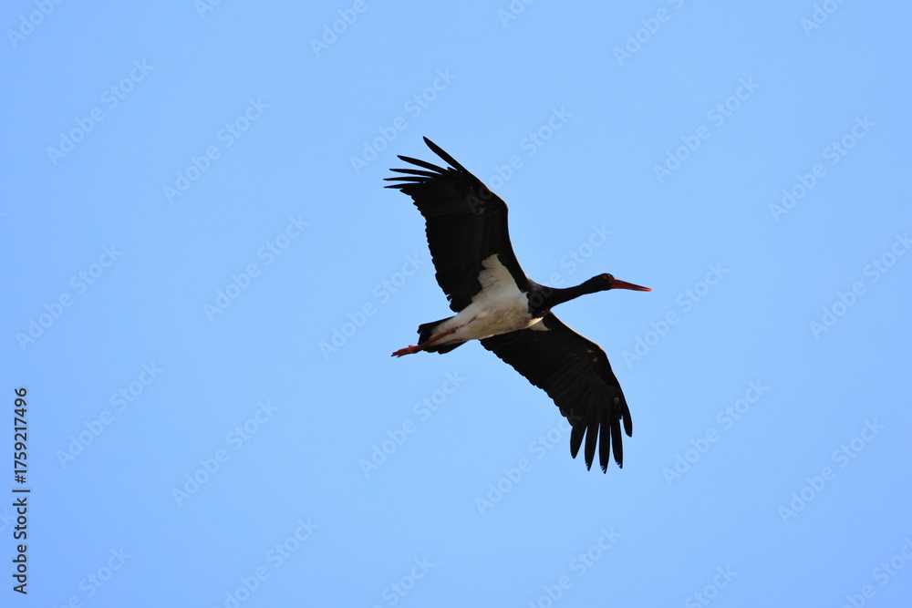 Obraz premium Black stork (Ciconia nigra) in Japan