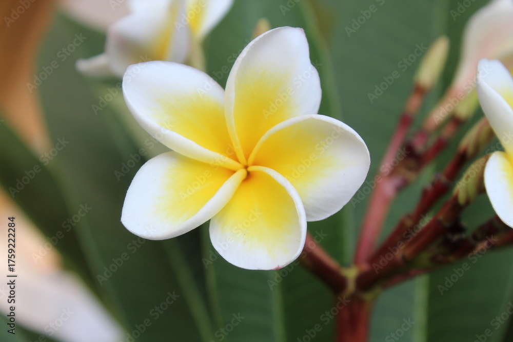Obraz premium Frangipani, Plumeria, calachuchi or paucipan