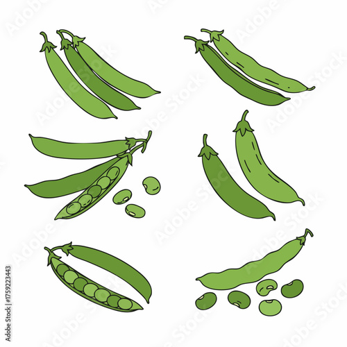 Simple Line Illustration Fresh Garden Pea Pods Isolated Set