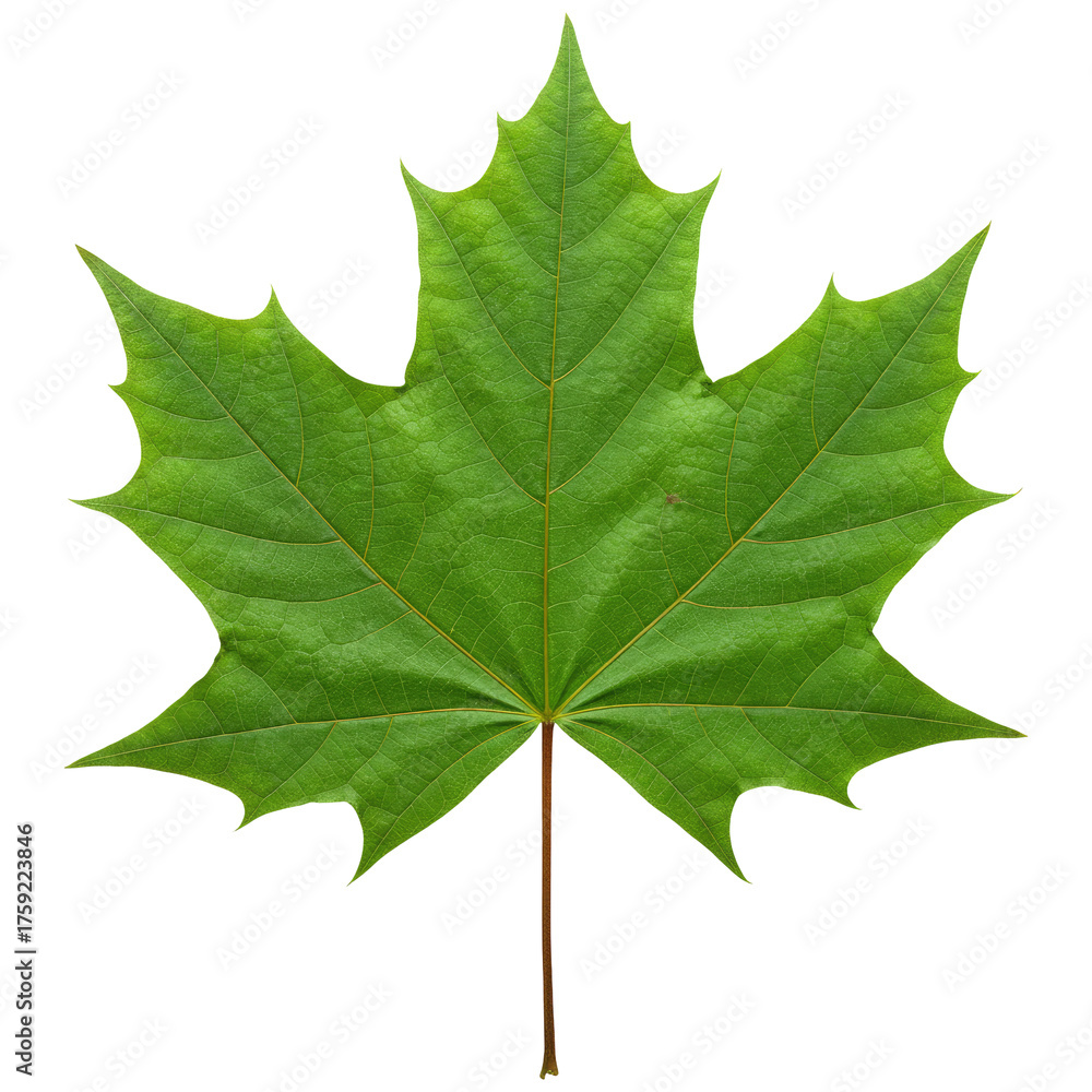 Fototapeta premium A Single Fresh Maple Leaf, Cut Out, Clipping Path, Isolated on a Transparent PNG Background.