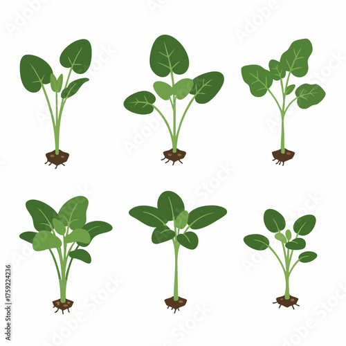 Flat Style Green Spinach Plant Growing Stage Botanical Illustration