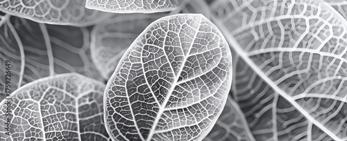 Detailed Leaf Vein Structure in Black and White