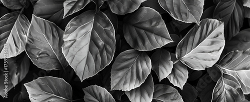 Abstract Black Leaves Macro Texture