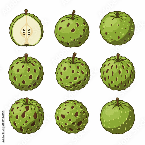 Detailed Botanical Illustration of Annona Muricata Soursop Graviola Fruit Set