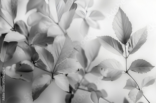Black and white leaf shadows on a white background 