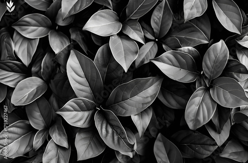 Dark Foliage Leaf Pattern in Monochrome