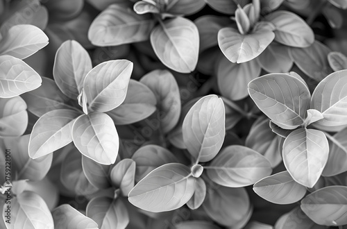 Black and White Leaves Background Texture
