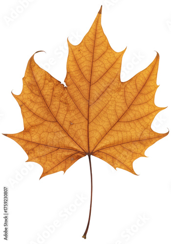 Wallpaper Mural The Concept of Aging and Decay in a Single Leaf, Cut Out, Clipping Path, Isolated on a Transparent PNG Background. Torontodigital.ca