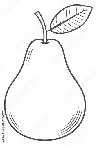 Outlined drawing of a pear fruit with leaf, botanical illustration in a graphic style, vector.