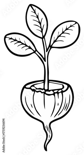 Radish Outline: Simple monochrome illustration of a radish with leafy greens sprouting from its top.