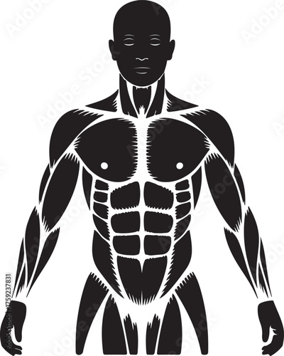 Anatomical illustration of a muscular male physique