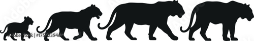 Tiger Lifecycle Silhouette Vector Illustration Graphic