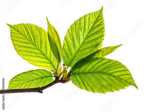 Fresh Spring Foliage and Sunlit Leaf Designs isolated on transparent background