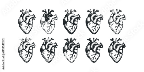 Anatomical heart illustrations in a row on white background
