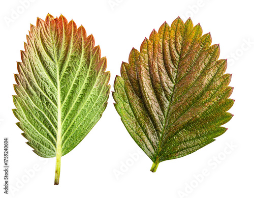 Natural Green Strawberry Leaf Close-up Designs isolated on transparent background