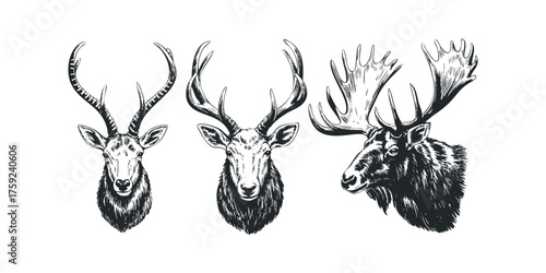 Three detailed sketches of horned animal heads