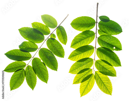 Vibrant Sun-Drenched Green Leaf Branches Collection isolated on transparent background