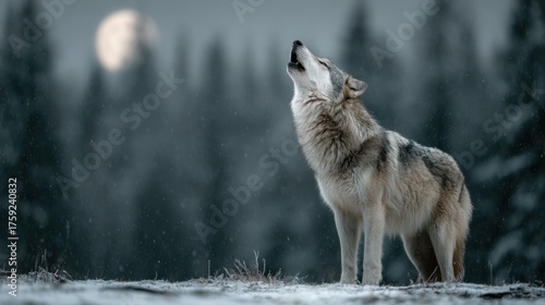 Lone wolf howling at the full moon on a cold winter night landscape