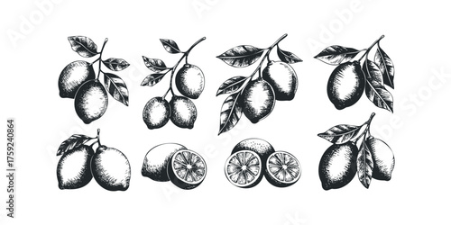 Collection of Ink Drawn Lemons on Branches with Leaves