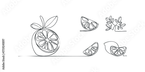 Minimalist line art collection of citrus fruit slices and leaves