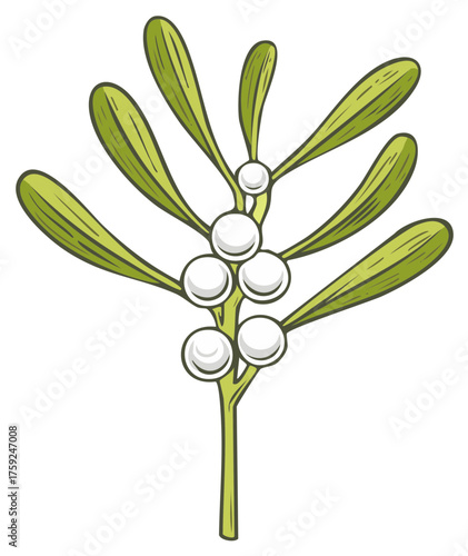 Vector illustration of a mistletoe sprig with white berries a traditional Christmas holiday decoration