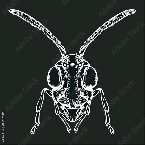 Detailed illustration of an insect head with antennae on a dark background.