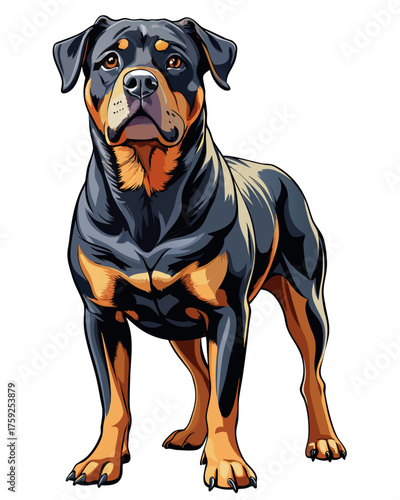 rotweiler dog,full body , real print Style, white background	