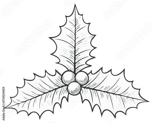 Christmas holly branch illustration with berries, black and white line art drawing for holiday design.